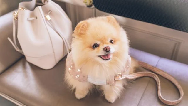 3 Hal Baru Kasus Pria Lecehkan Anjing Pom di Kafe Jakarta Utara